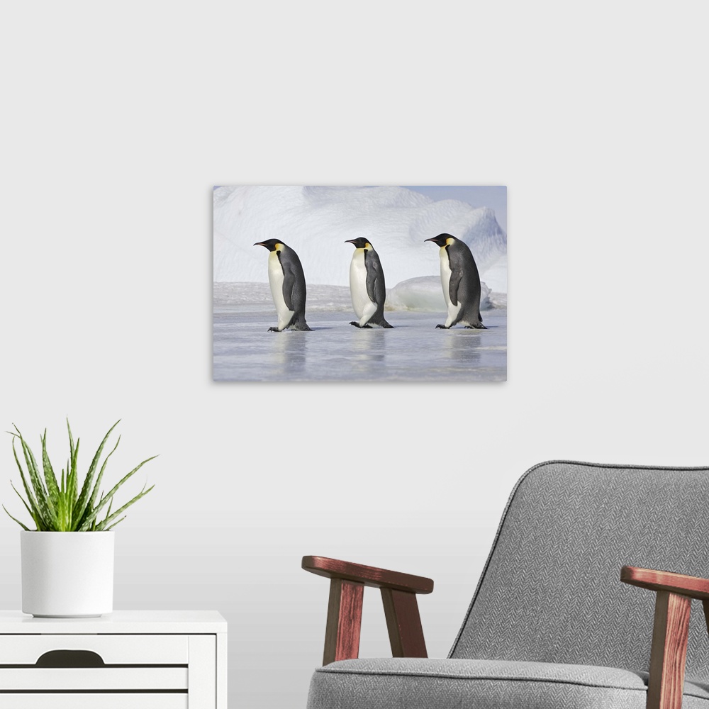 A modern room featuring Emperor Penguin .  Snow hill island .Weddel Sea . Antarctic Peninsula . Antarctica Aptenodytes fo...