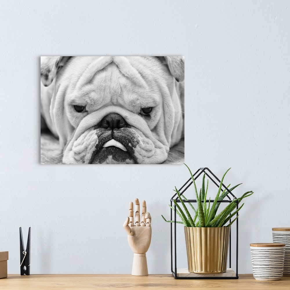 A bohemian room featuring The first close up I've posted of my english bulldog, Tank. Mainly because every time I try to ge...