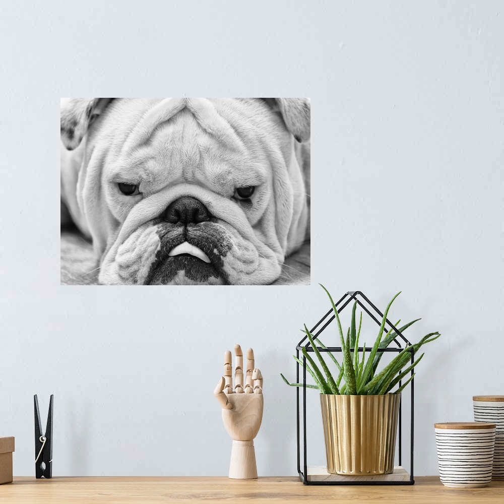 A bohemian room featuring The first close up I've posted of my english bulldog, Tank. Mainly because every time I try to ge...