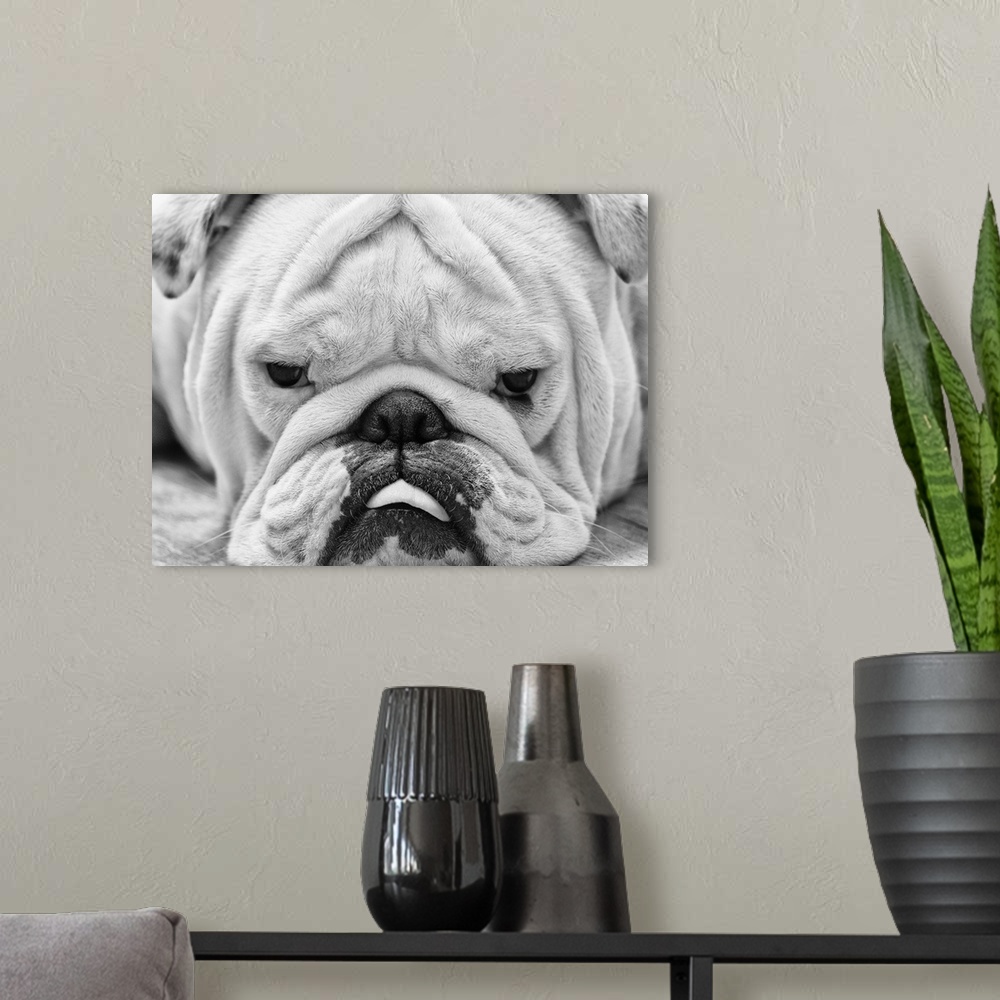 A modern room featuring The first close up I've posted of my english bulldog, Tank. Mainly because every time I try to ge...