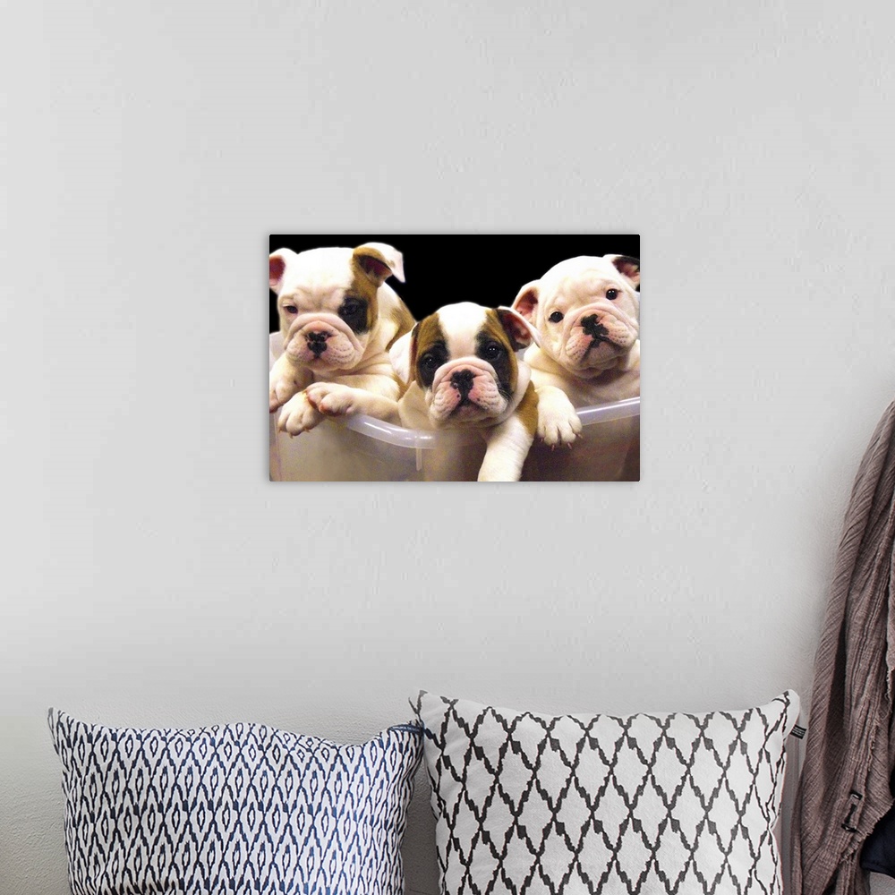 A bohemian room featuring a plastic tub containing three adorable english bulldogs puppies.