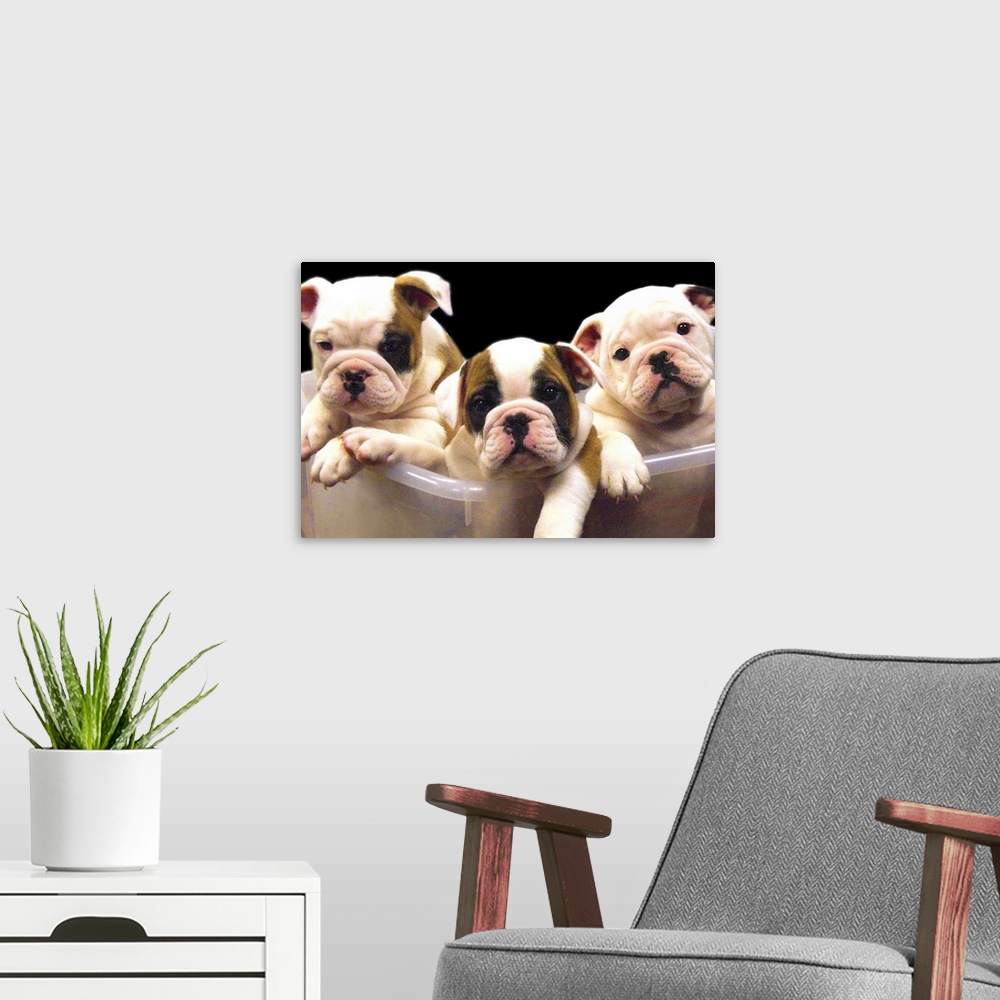 A modern room featuring a plastic tub containing three adorable english bulldogs puppies.