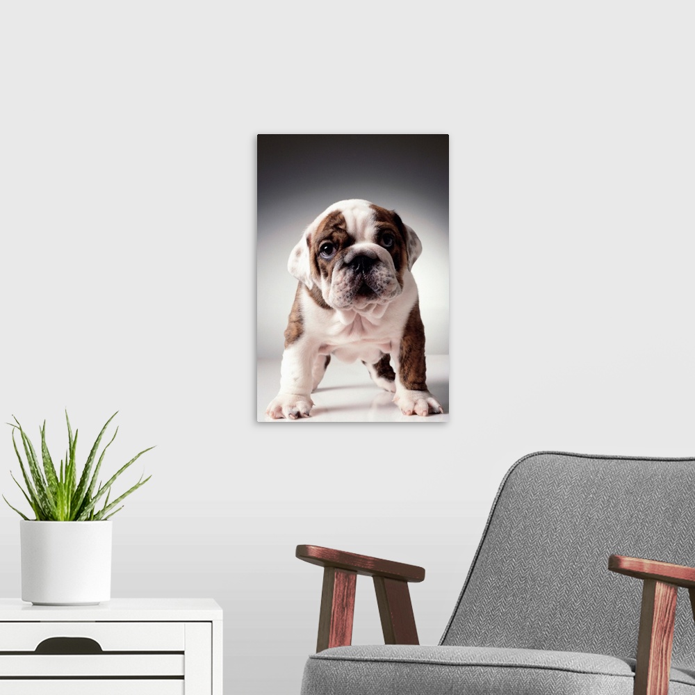 A modern room featuring English Bulldog Puppy