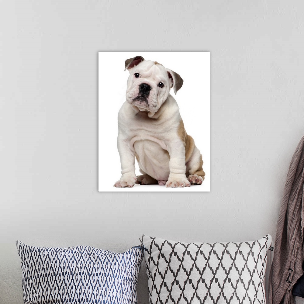 A bohemian room featuring English bulldog puppy (2 months old)