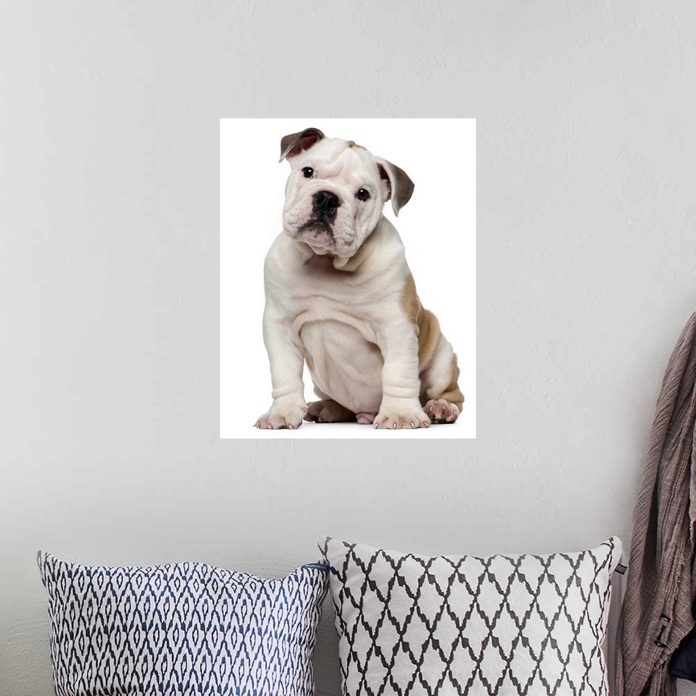 A bohemian room featuring English bulldog puppy (2 months old)