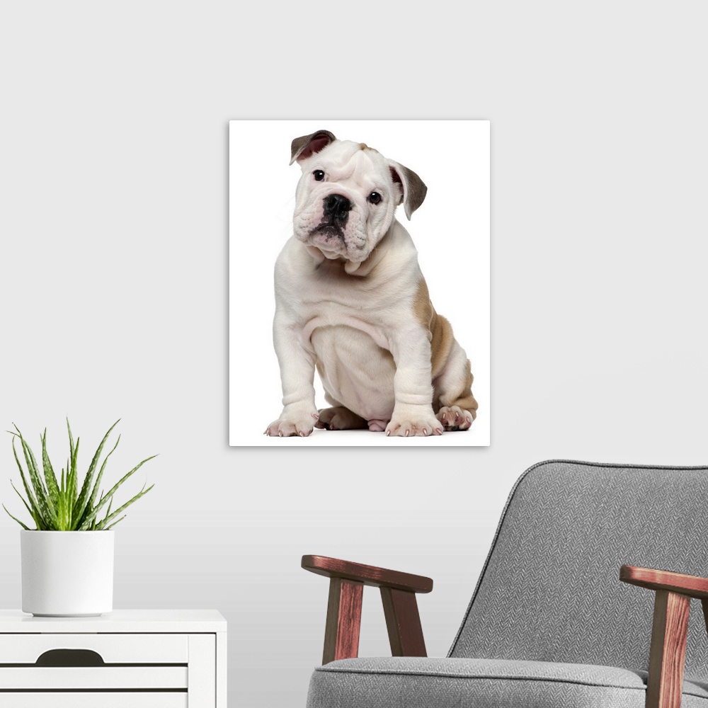 A modern room featuring English bulldog puppy (2 months old)