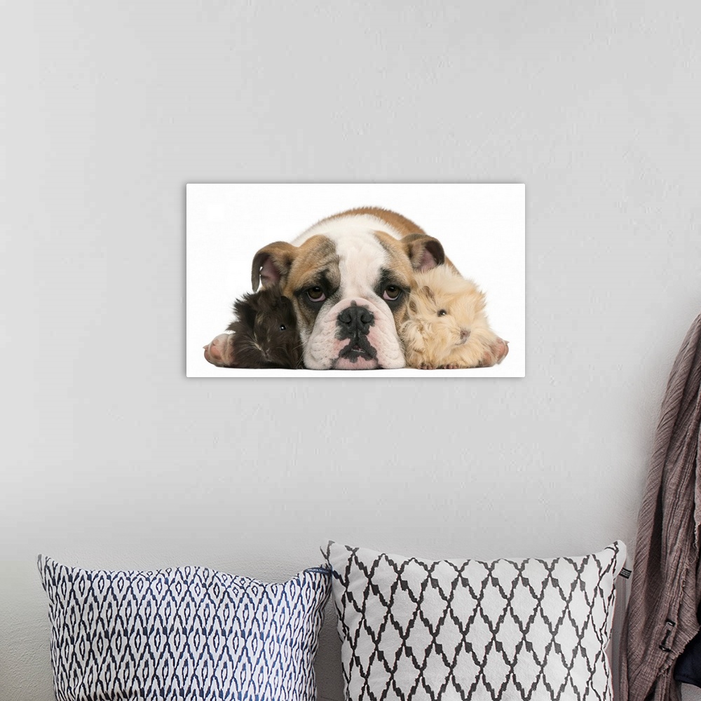A bohemian room featuring english bulldog puppy (4 months old) and two Young Peruvian guinea pig (2 months old)
