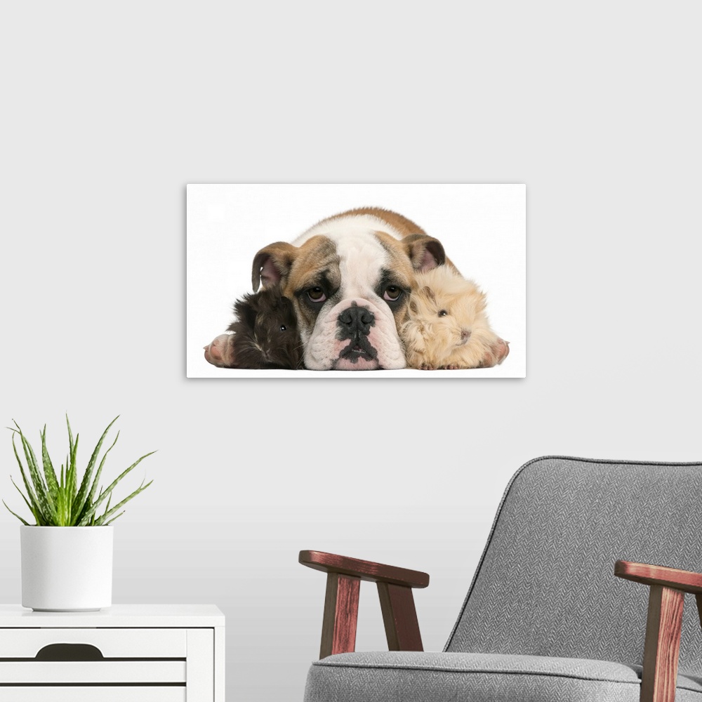 A modern room featuring english bulldog puppy (4 months old) and two Young Peruvian guinea pig (2 months old)