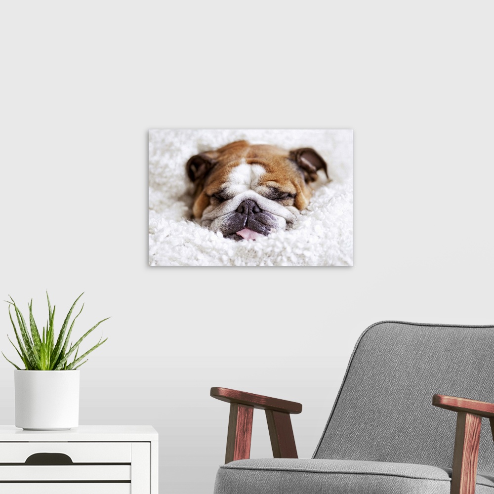A modern room featuring English bulldog sleeping in cute and funny position, wrapped in  white blanket.