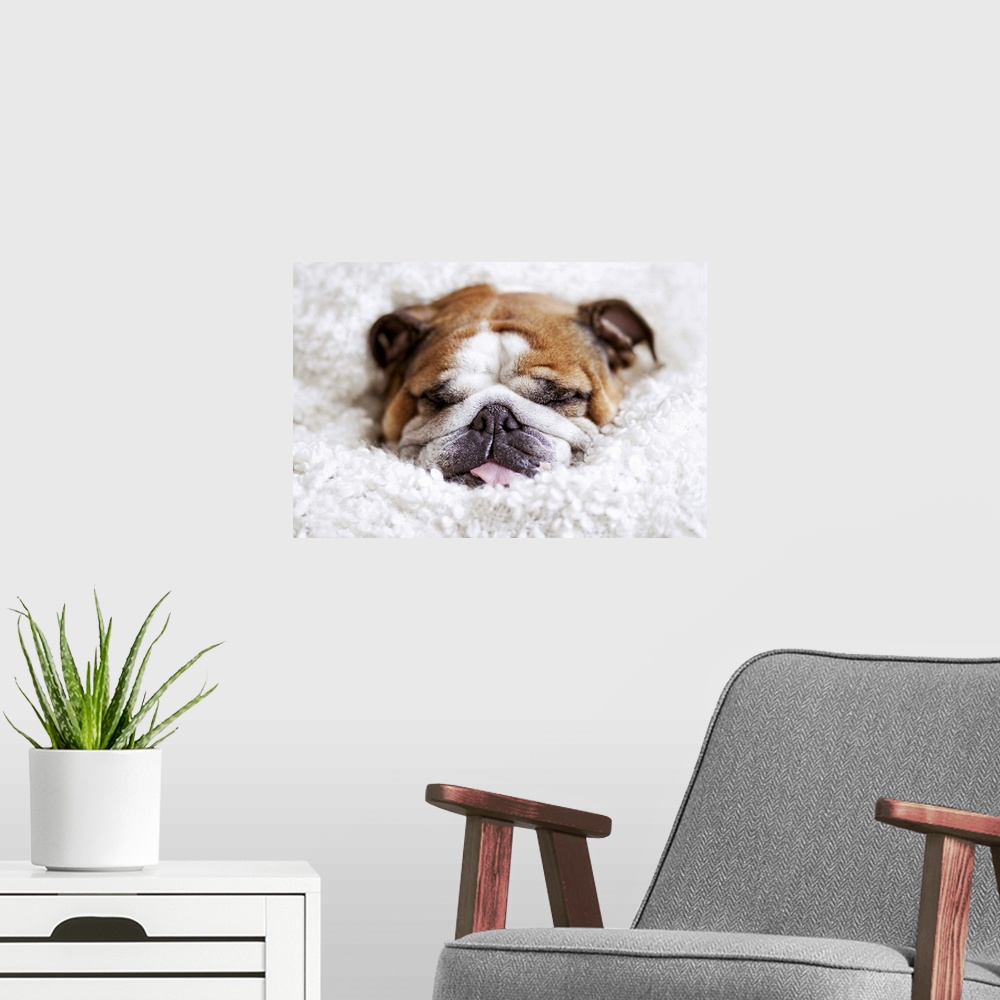 A modern room featuring English bulldog sleeping in cute and funny position, wrapped in  white blanket.