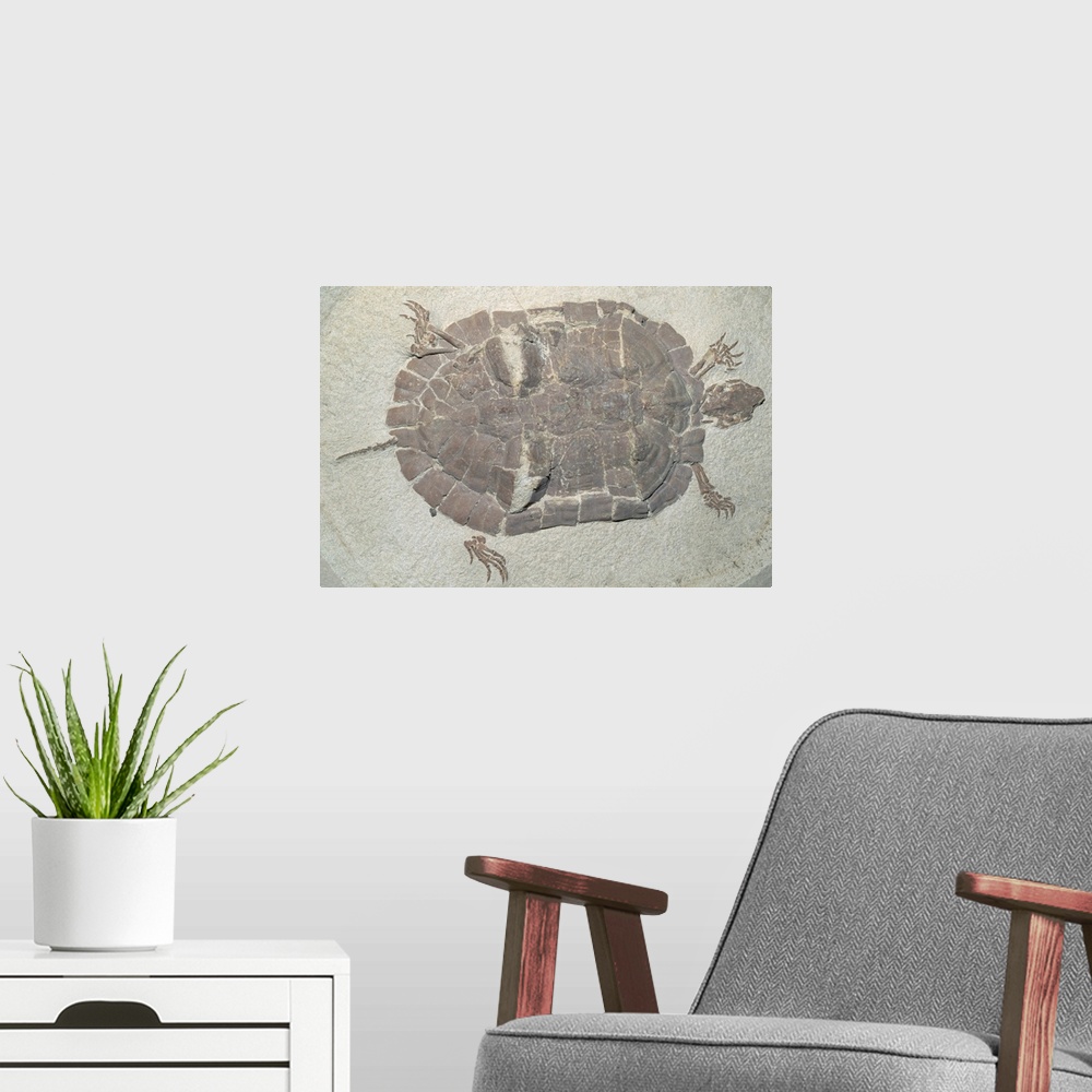 A modern room featuring Eocene Echmatemys Fossil Turtle
