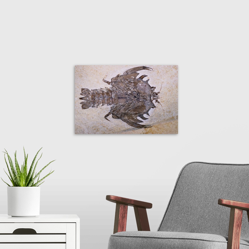 A modern room featuring Eryon Arctiformis Crab Fossil