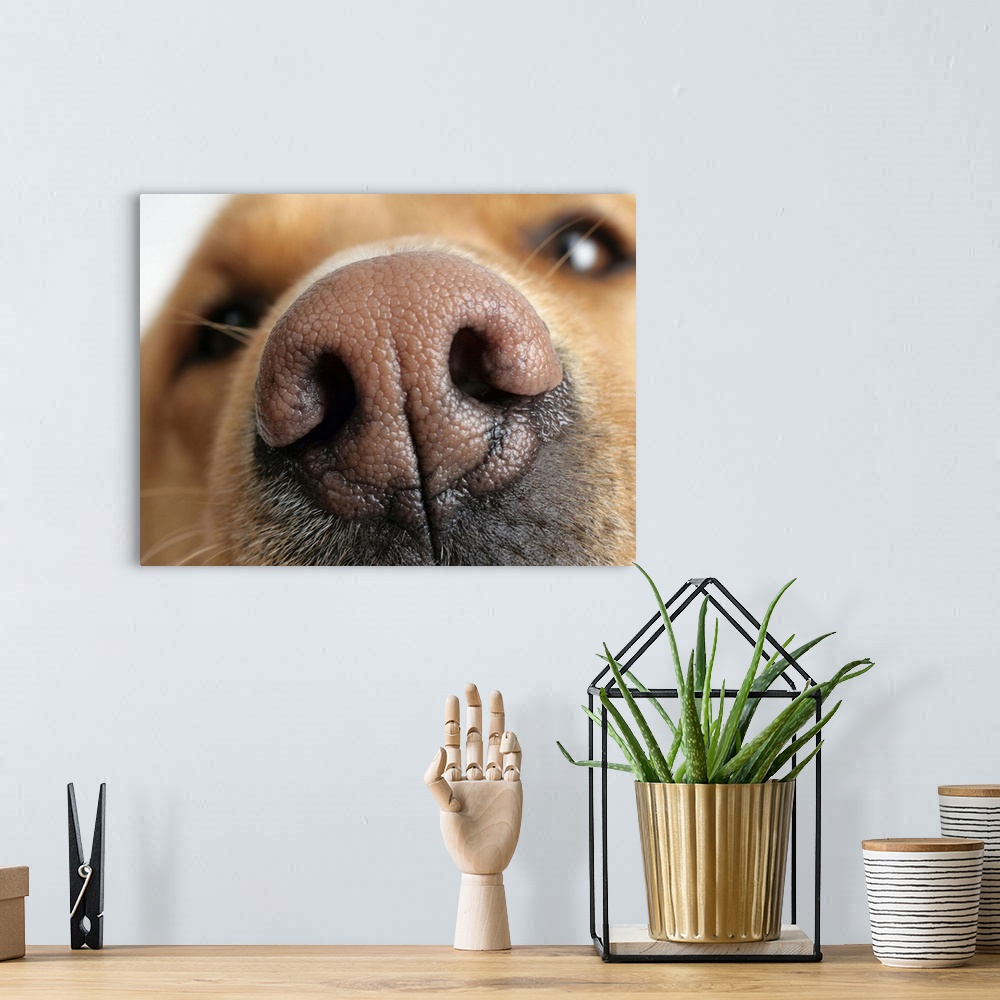 A bohemian room featuring Extreme close-up of a dog nose.