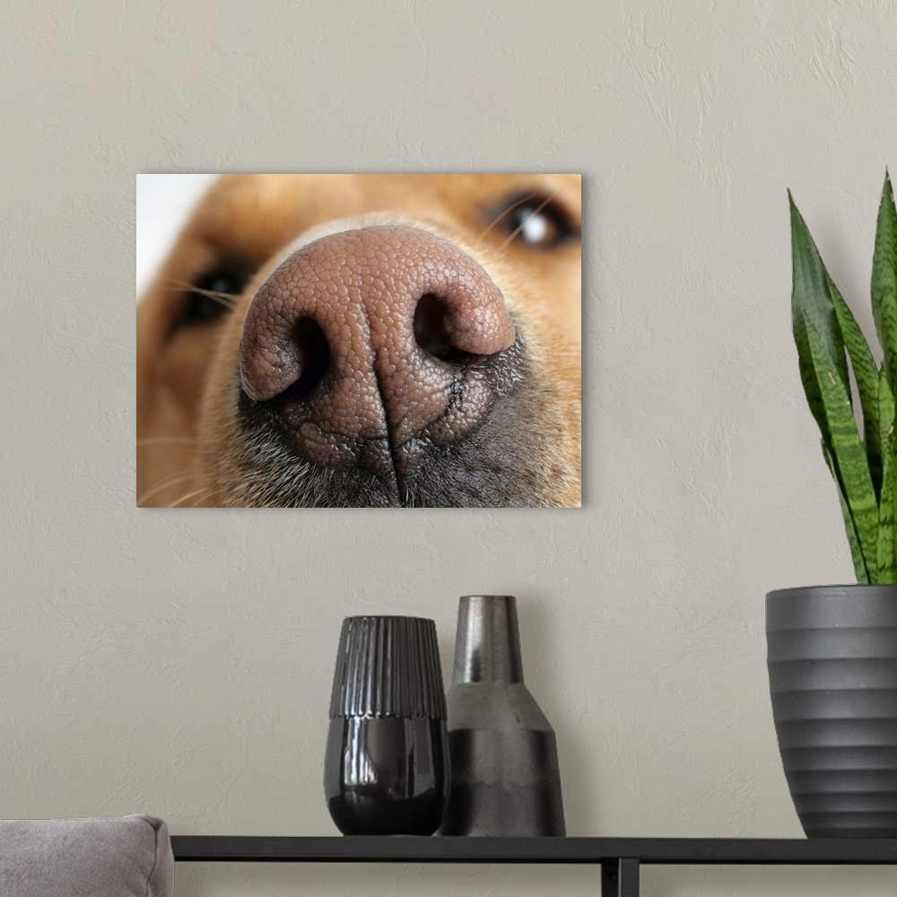 A modern room featuring Extreme close-up of a dog nose.