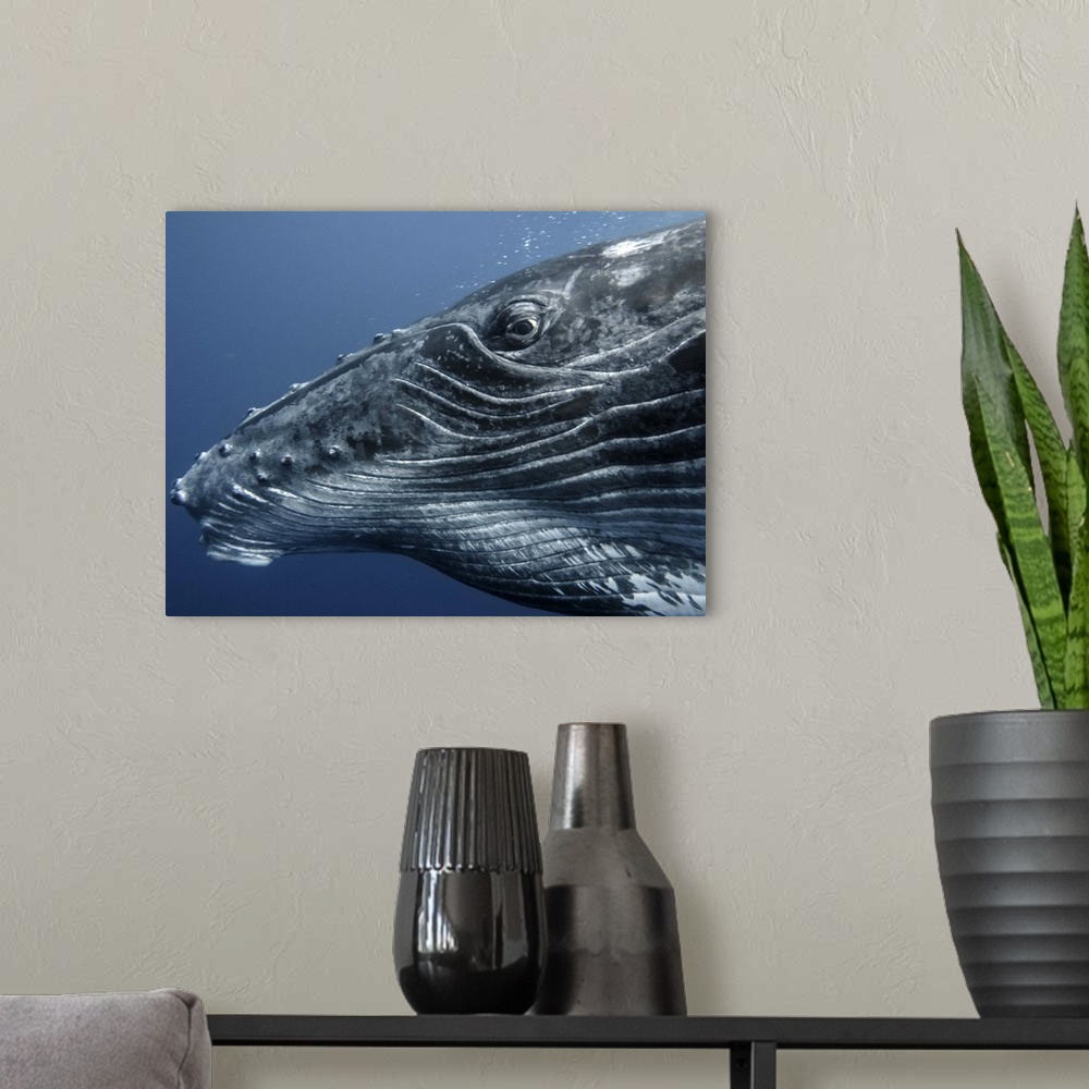 A modern room featuring portrait of a curious  humpback calf