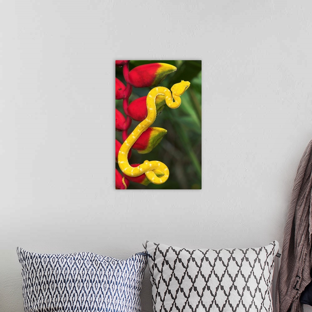 A bohemian room featuring Eyelash Viper Snake On Heliconia Flower