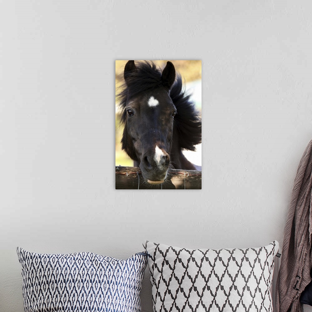 A bohemian room featuring Closeup of a pony looking over a fence.