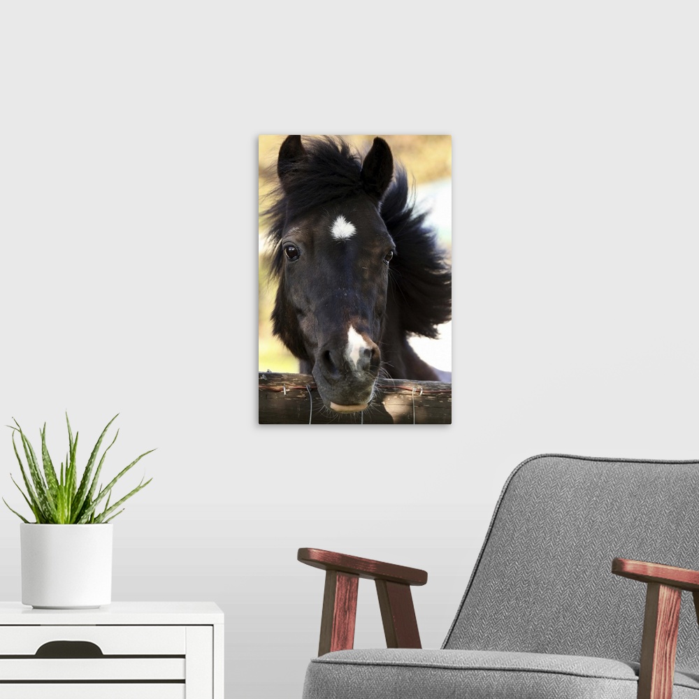 A modern room featuring Closeup of a pony looking over a fence.