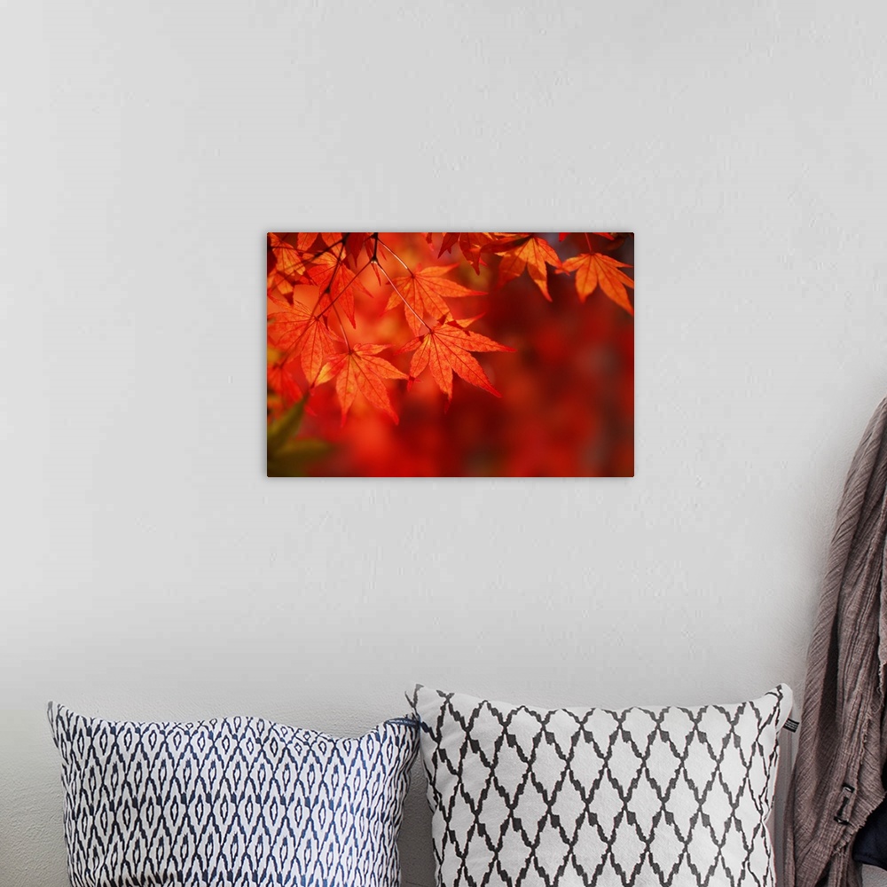A bohemian room featuring Close up shot of red Japanese maple fall leaves against a red bokeh background in New England