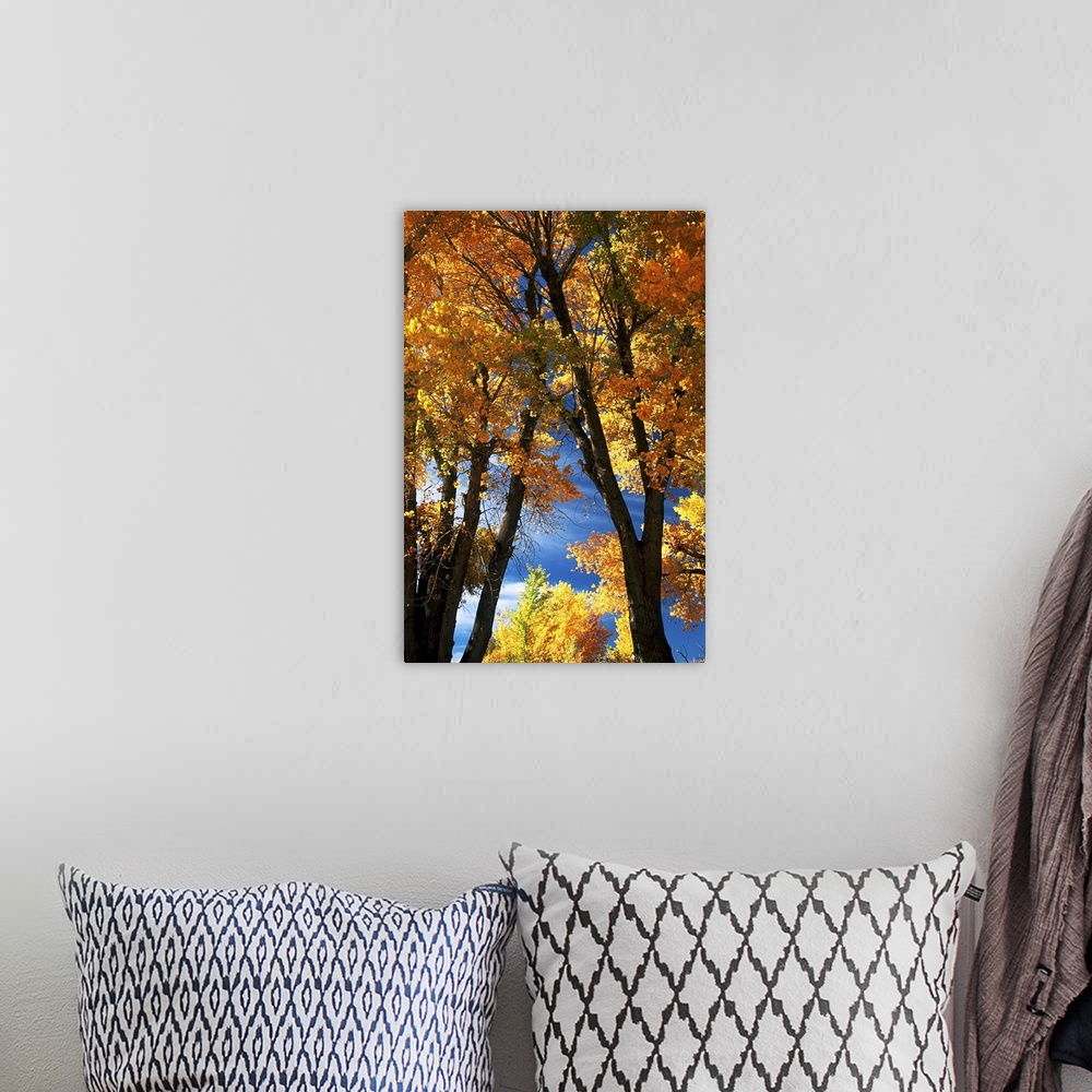 A bohemian room featuring Fall trees