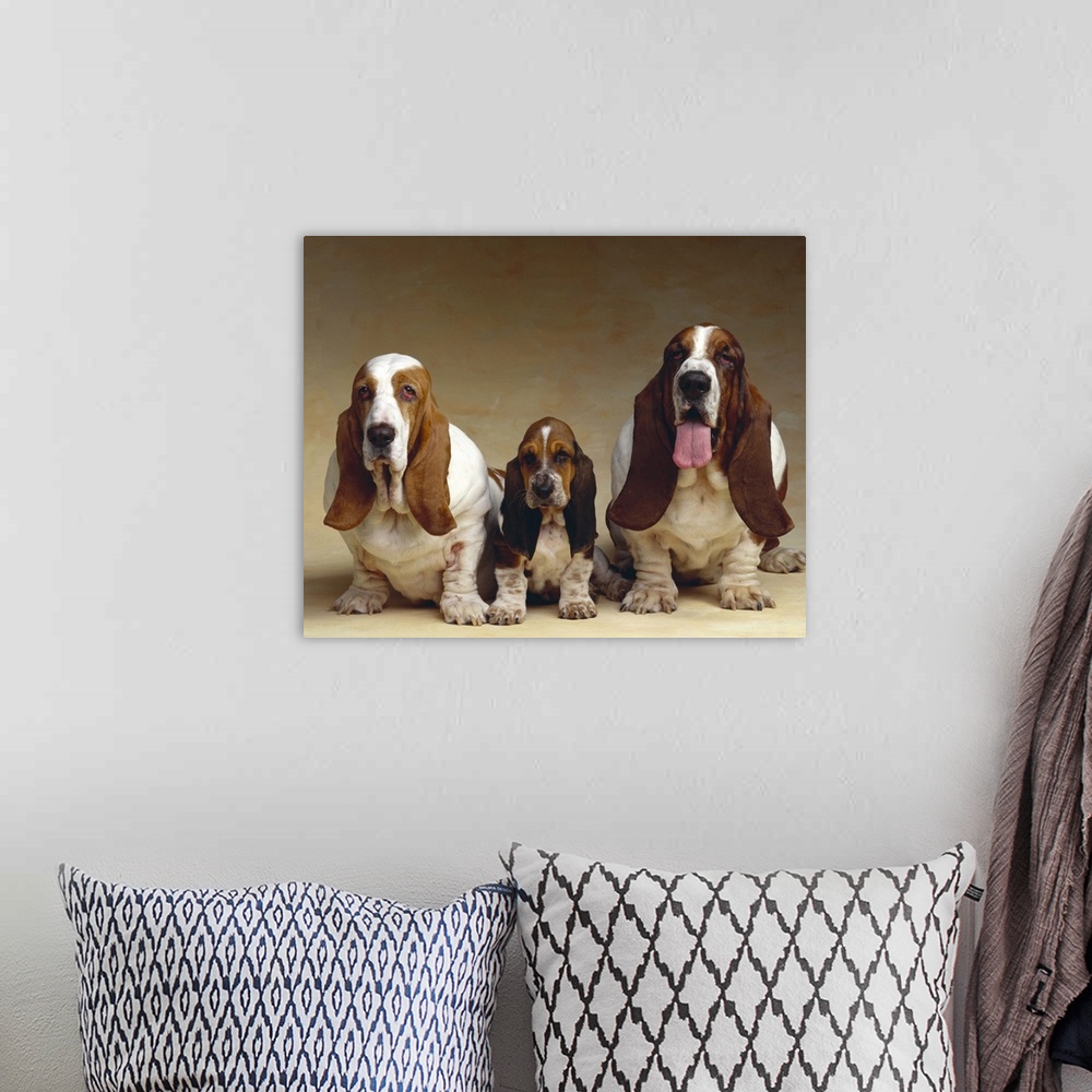 A bohemian room featuring Family portrait of Basset Hounds