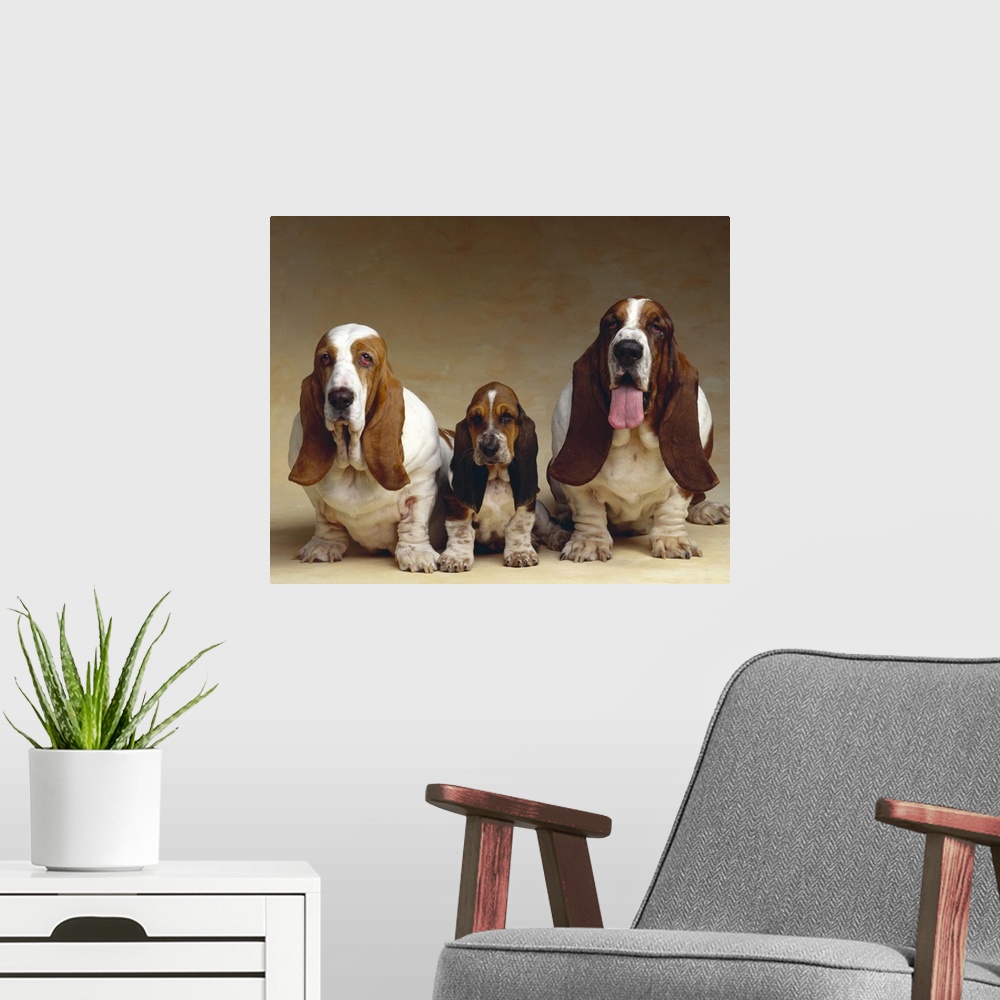 A modern room featuring Family portrait of Basset Hounds