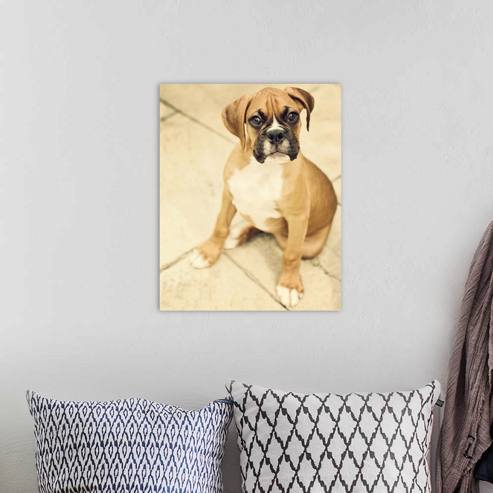 A bohemian room featuring Clyde- fawn boxer puppy sitting on floor.