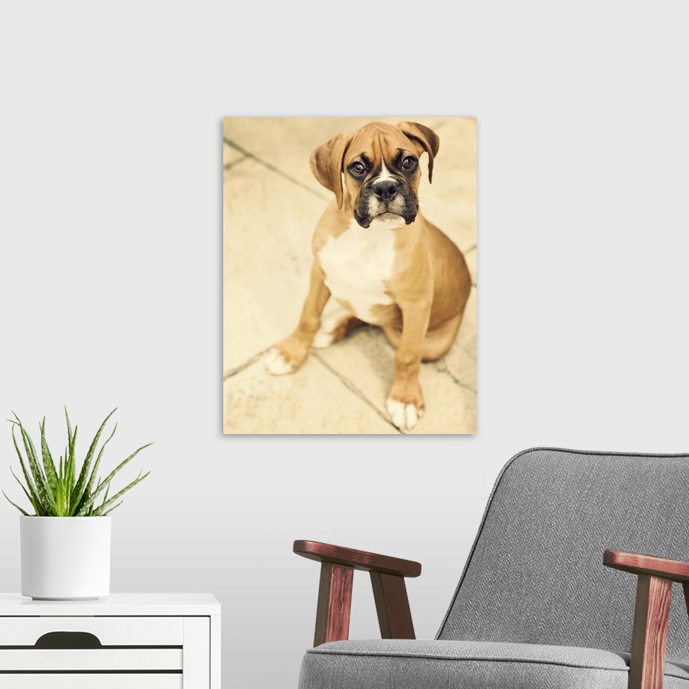 A modern room featuring Clyde- fawn boxer puppy sitting on floor.