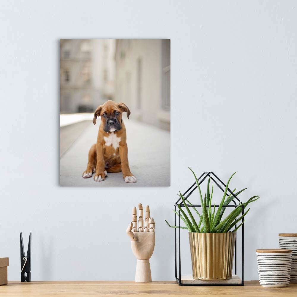 A bohemian room featuring Fawn colored boxer puppy with black face and white markings standing in alley.  2 months old look...