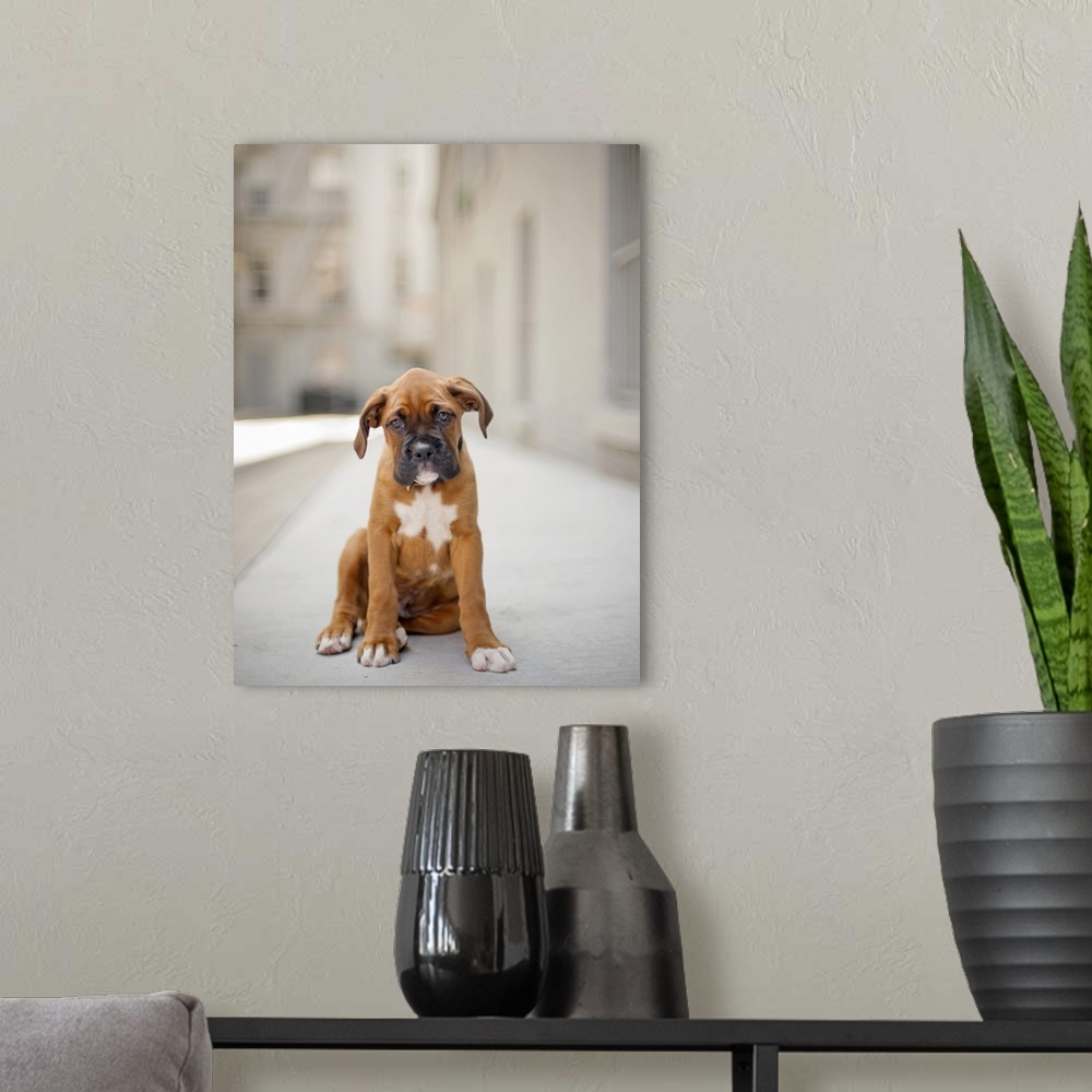 A modern room featuring Fawn colored boxer puppy with black face and white markings standing in alley.  2 months old look...