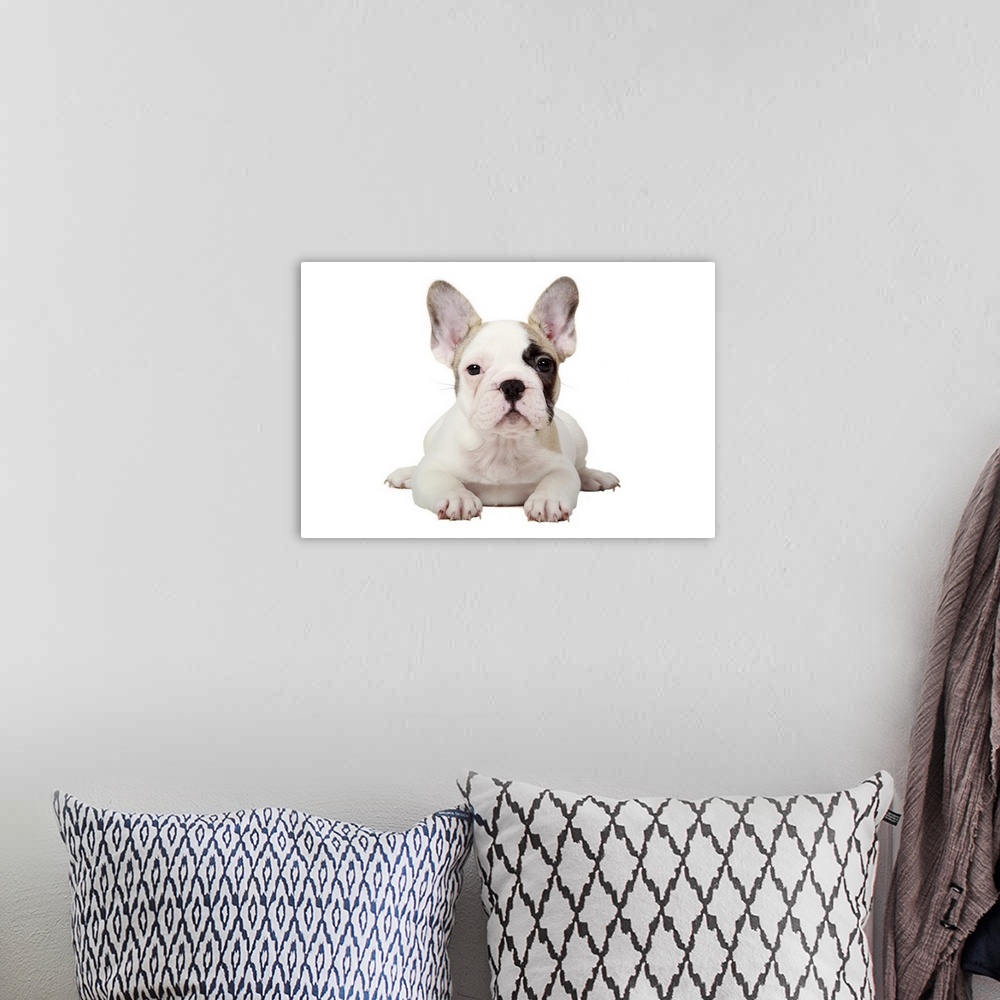 A bohemian room featuring Fawn Pied French Bulldog puppy on white background.