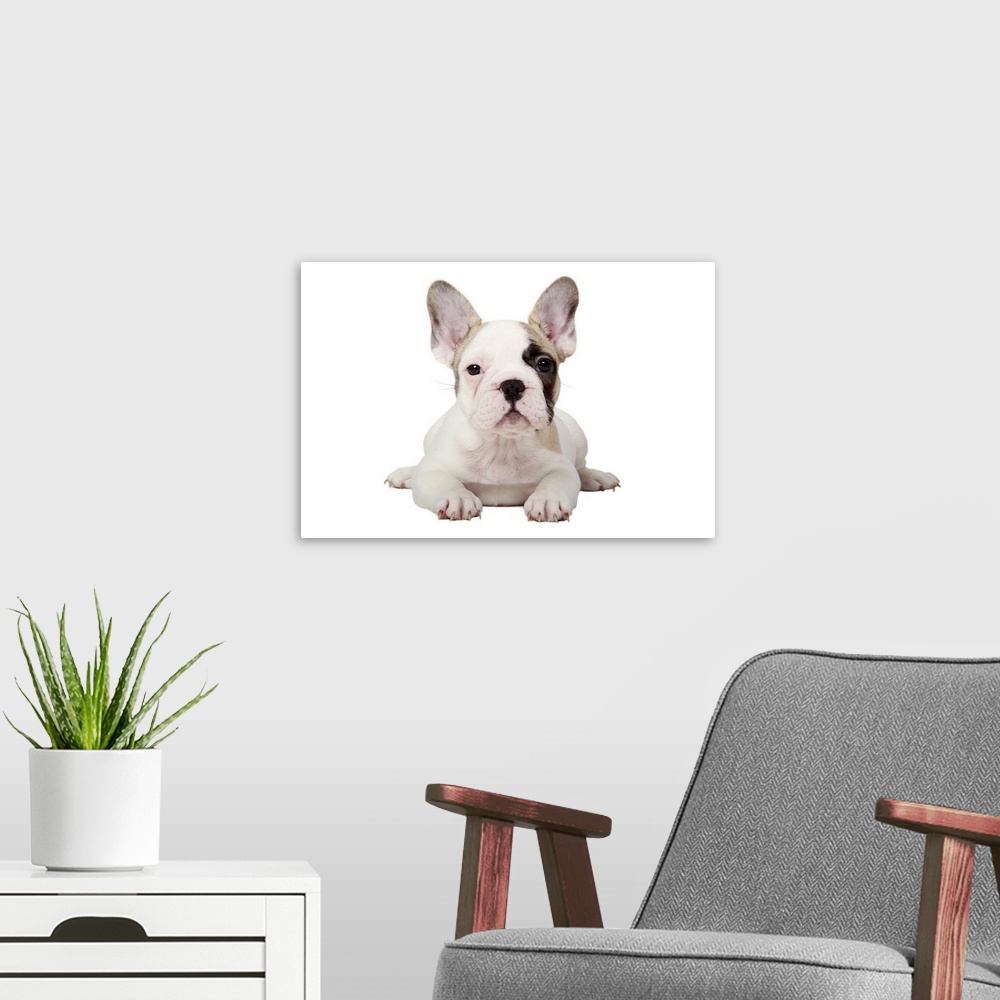 A modern room featuring Fawn Pied French Bulldog puppy on white background.