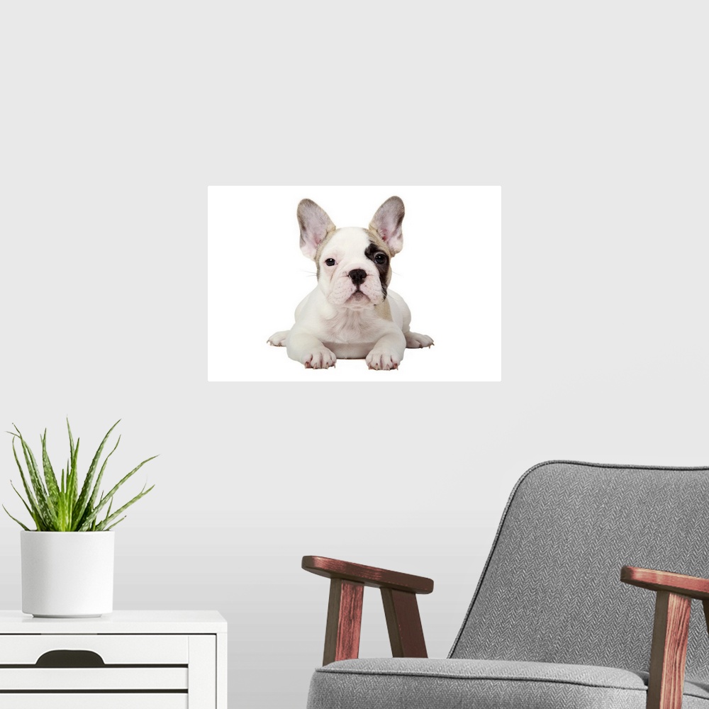A modern room featuring Fawn Pied French Bulldog puppy on white background.
