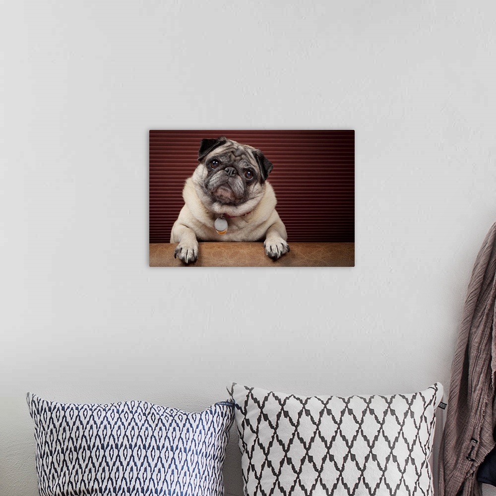 A bohemian room featuring Fawn pug cocks head in front of striped burgundy.