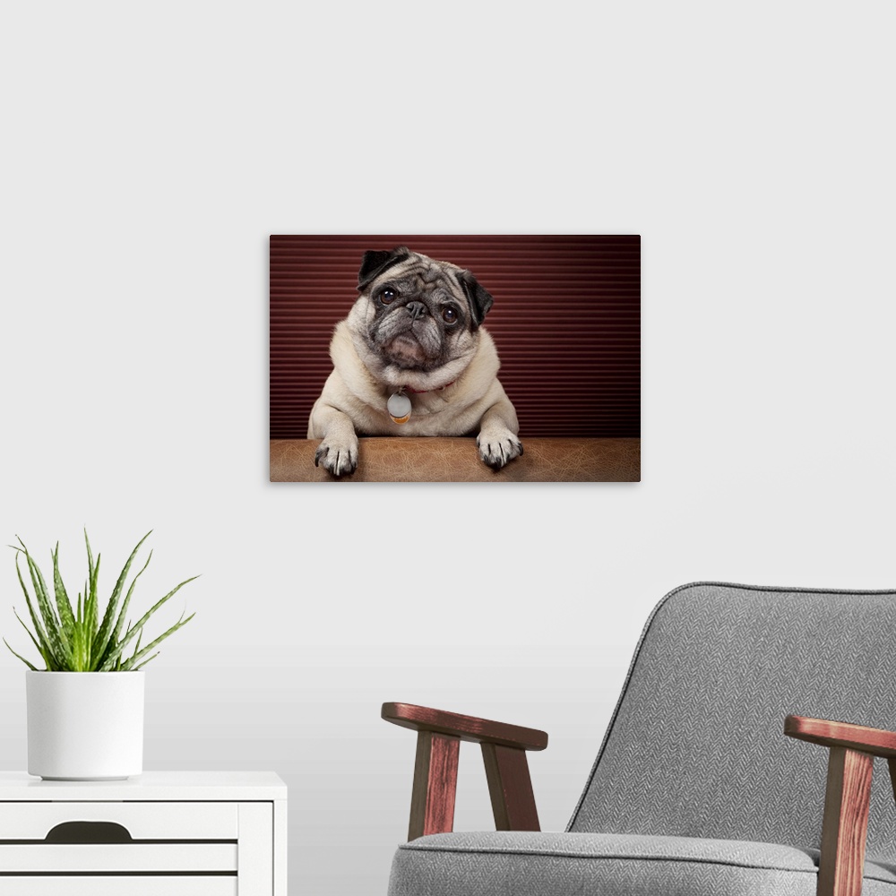 A modern room featuring Fawn pug cocks head in front of striped burgundy.