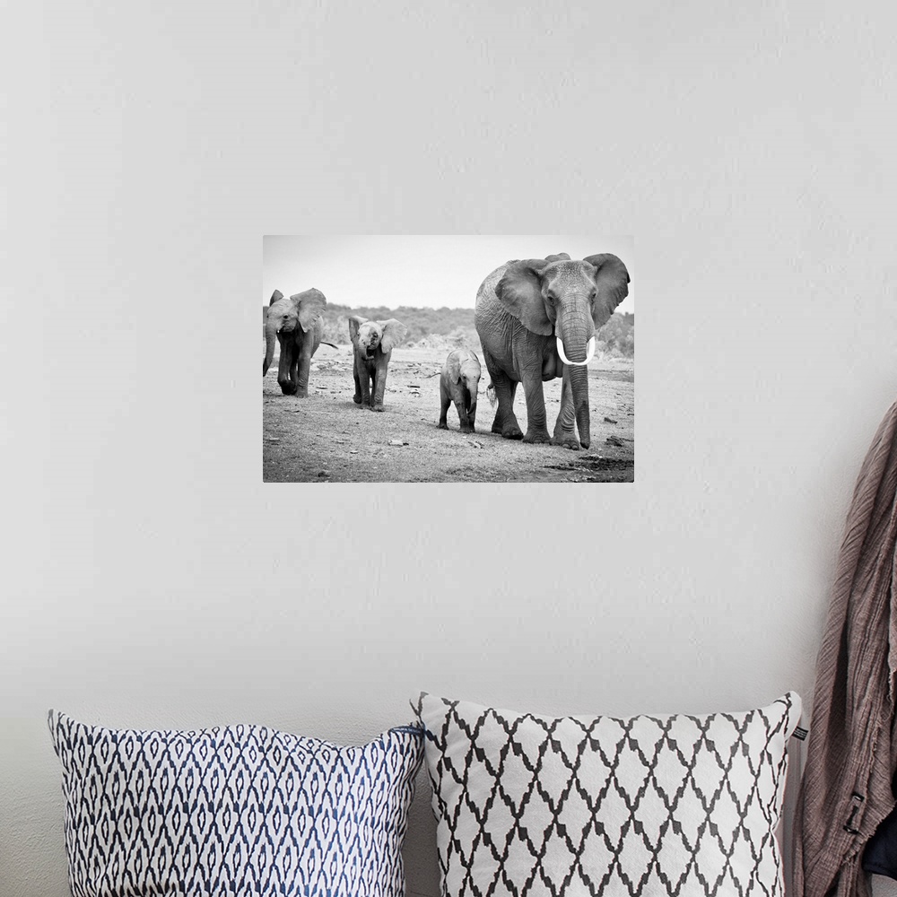 A bohemian room featuring Female African elephant and three calves, Kenya.