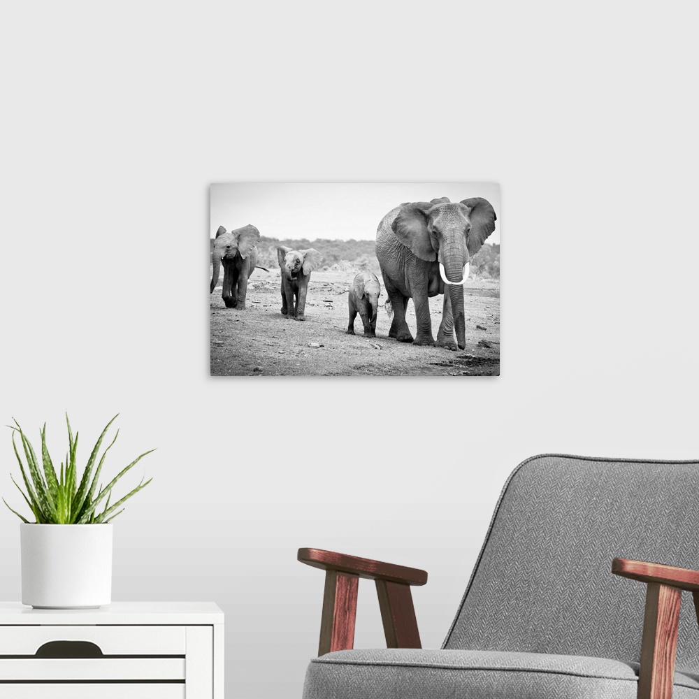 A modern room featuring Female African elephant and three calves, Kenya.