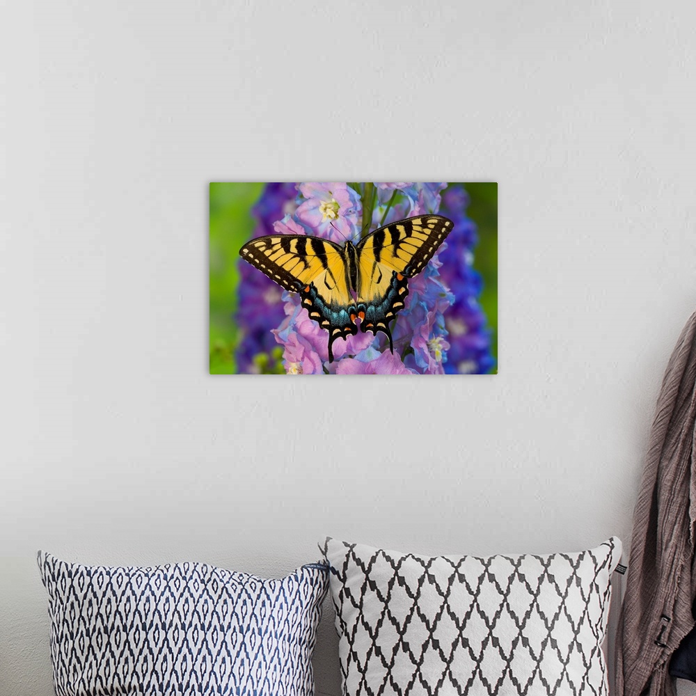 A bohemian room featuring Female Eastern Tiger Swallowtail Butterfly On Delphinium