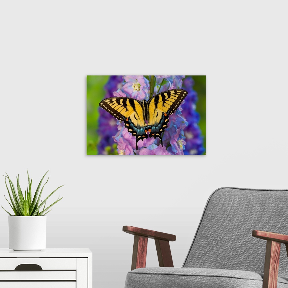 A modern room featuring Female Eastern Tiger Swallowtail Butterfly On Delphinium