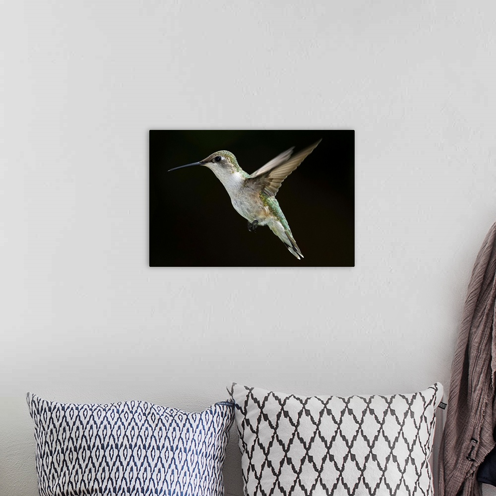 A bohemian room featuring Female Ruby Throated Hummingbird in flight with dark background.