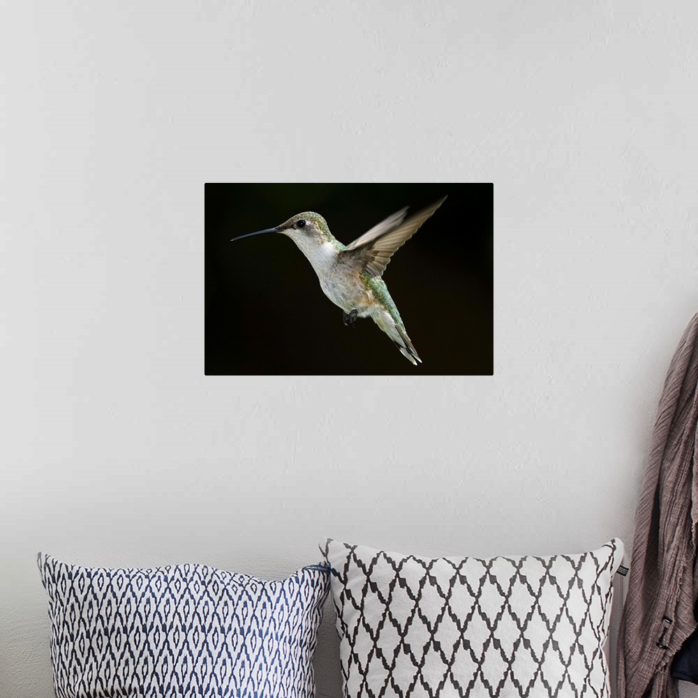 A bohemian room featuring Female Ruby Throated Hummingbird in flight with dark background.