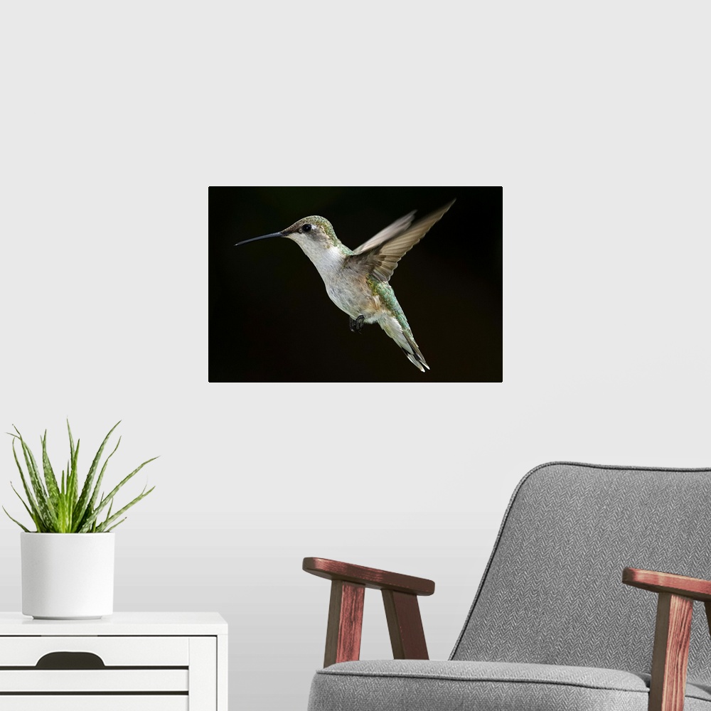A modern room featuring Female Ruby Throated Hummingbird in flight with dark background.