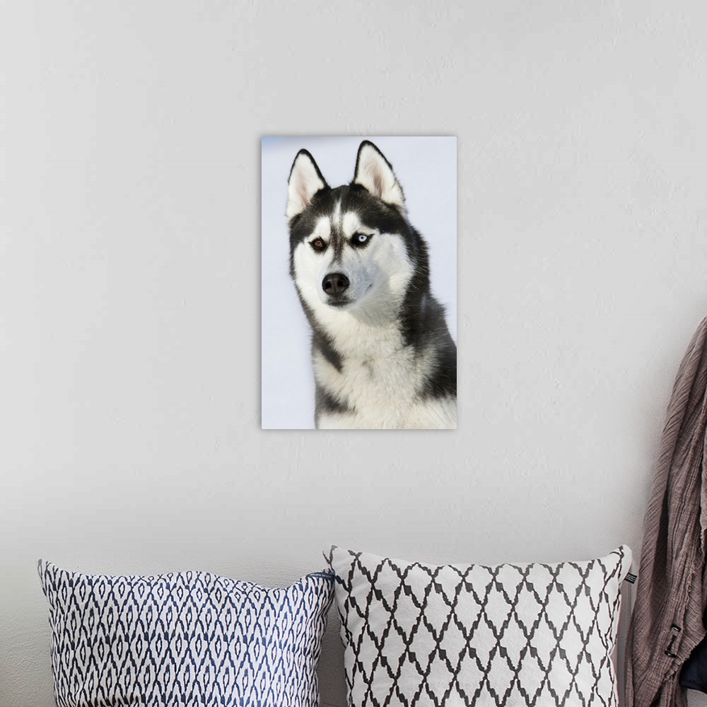 A bohemian room featuring Female Siberian husky with different eye color