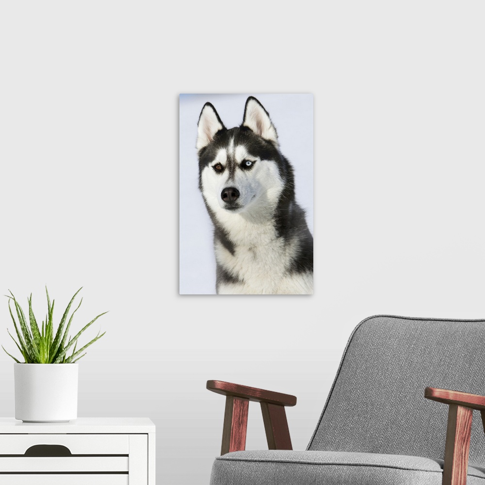 A modern room featuring Female Siberian husky with different eye color