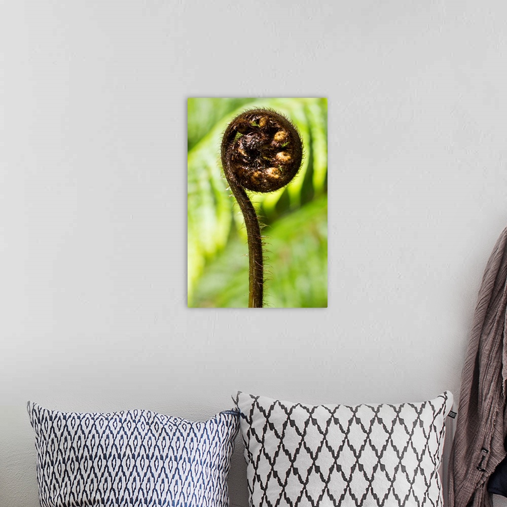 A bohemian room featuring detail of young fern shoot unrolling, selective focus