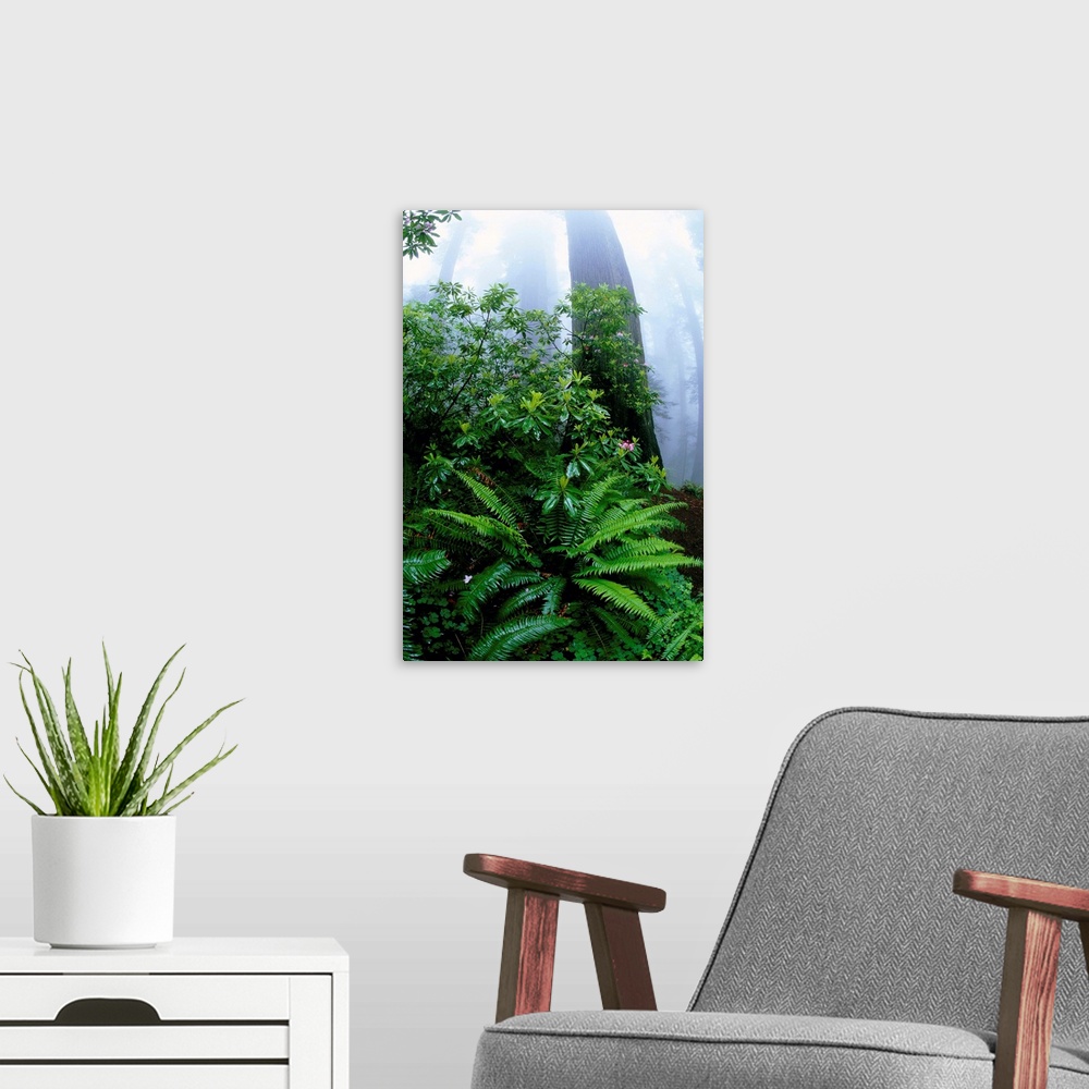 A modern room featuring Ferns And Rhododendrons Among Redwoods