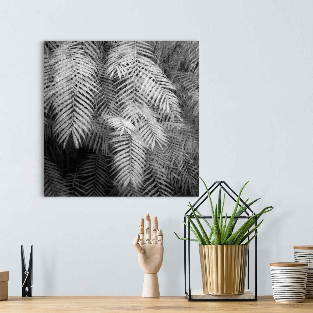 A bohemian room featuring Black and white image of ferns taken in the tropical house of the Botanical Garden Zurich, Switze...