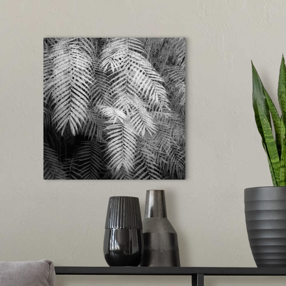 A modern room featuring Black and white image of ferns taken in the tropical house of the Botanical Garden Zurich, Switze...