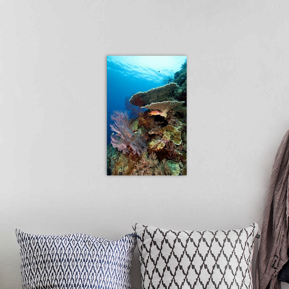 A bohemian room featuring Mixture of healthy hard corals, soft corals and tropical fish.  The fish hiding under the plate c...