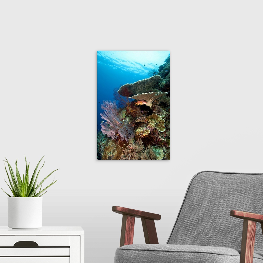 A modern room featuring Mixture of healthy hard corals, soft corals and tropical fish.  The fish hiding under the plate c...